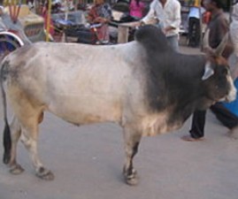 TCR-KALA
