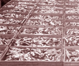 ekm-fish