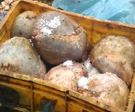 kkd-malinyam-bengali