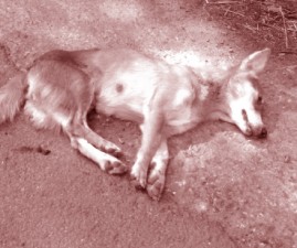 ktm-dog