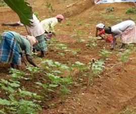 ktm-krishi