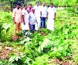 pkd-krishi