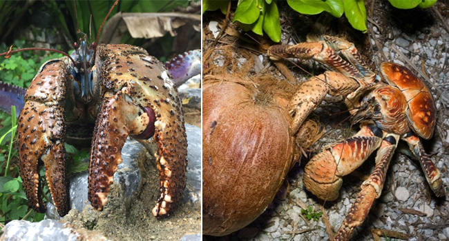 Coconut_crab02