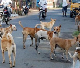 KTM-DOG