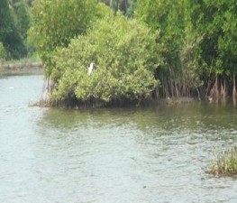 TCR-KANDAL-KADU