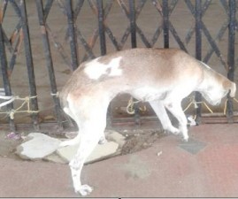 alp-dog