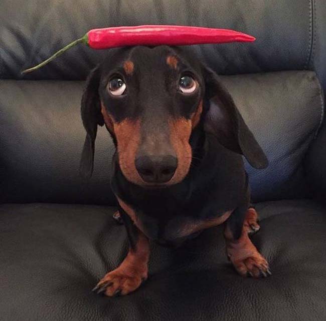 dog 2