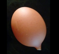 egg