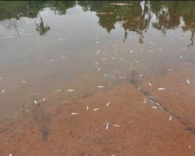 fish