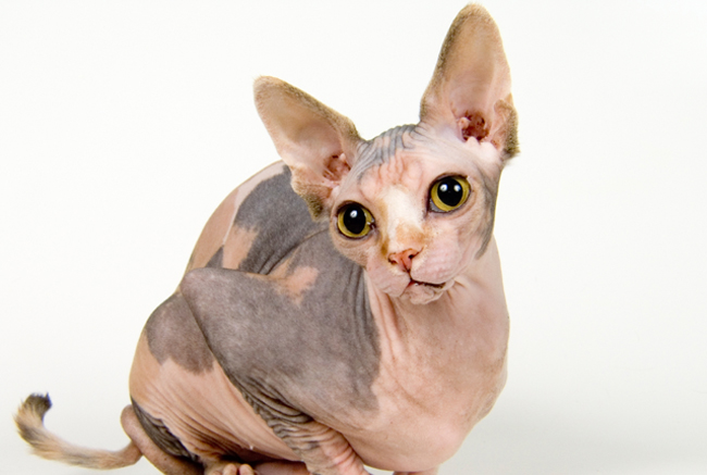 sphinx-cat650