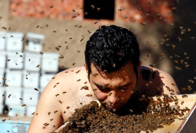 Mohamed Hagras, 31, performs the "Beard of Bee" before the upcoming Egyptian Agricultural Carnival of Beekeeping in his farm at Shebin El Kom city in the province of Al- Al-Monofyia, northeast of Cairo, Egypt November 30, 2016. Picture taken November 30, 2016. REUTERS/Amr Abdallah Dalsh