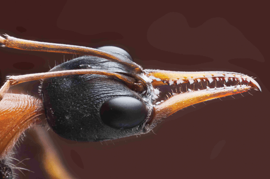 bulldog-ant