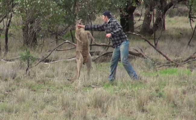 kangaroo-punched_650x400_71481124176