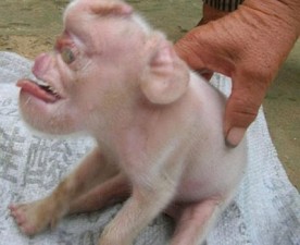 pig3