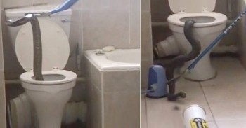snake-in-toilet.jpg.image.784.410
