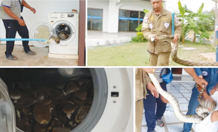 snake-in-washing-machine1