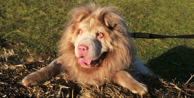 lion_dog01