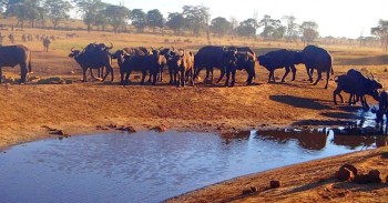 man-brings-water-wild-animals-kenya.jpg.image.784.410