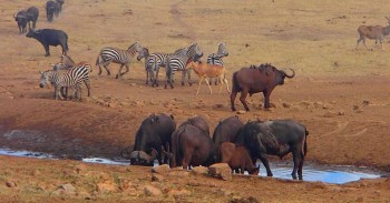 man-brings-water-wild-animals-kenya3.jpg.image.784.410