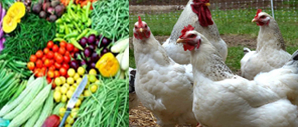 CHICKEN-VEG-L
