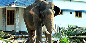 aana