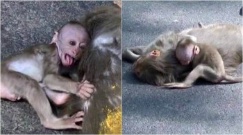 baby-monkey-759