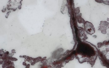 fossil1-large_trans_NvBQzQNjv4BqT9UsYpwIZ13hLjh3givJlPsHquXf6t9Eb7tuKGVlU2A