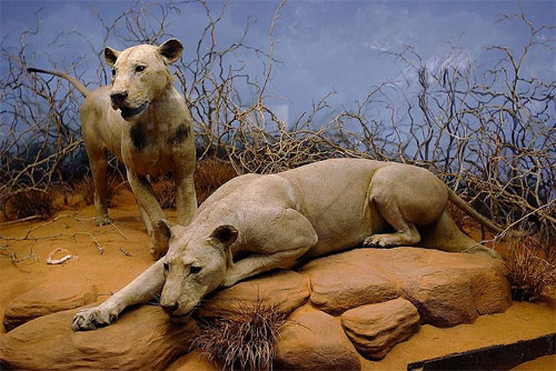 Lions_of_Tsavo