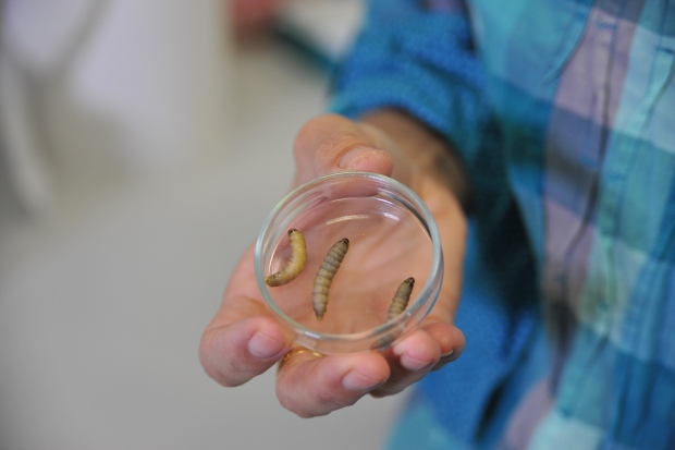 caterpillar-plastic-wax-worm