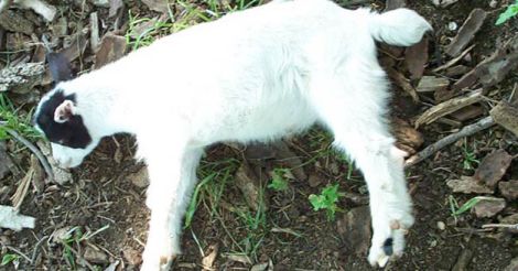 mayotonic-goats1.jpg.image.470.246