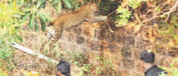 puli