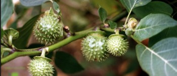 umathumfruit