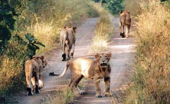 asiatic-lions-650_650x400_71431266177
